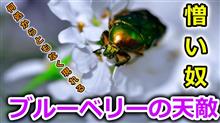 【害虫】ブルーベリー初心者を苦しめる緑の悪魔。お前だけは絶対に許さんぞコガネムシィィィィ！！！！！！ブチッ。ふぅスッキリした。【海斗の畑セカンドシーズン】