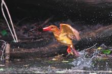 十二湖（青森県）のアカショウビン