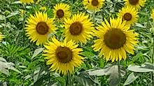 ひまわりが見頃でした🌻
