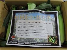 7月19日、ＪＡぎふ 清流ぎふの恵みからトウモロコシが届いた♪      #とうもろこし #JAぎふ #JAぎふ清流ぎふの恵み #本巣のトウモロコシ #イエローホワイト２色食べ比べセット