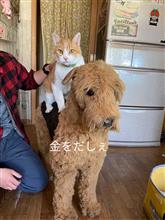 好きなコピペ 備忘録…ひこにゃんversion追記 好きなコピペ 備忘録…ひこにゃんversion追記