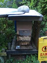 ミツバチ通信🐝　〇〇購入⁉️