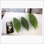 夏野菜・・・。