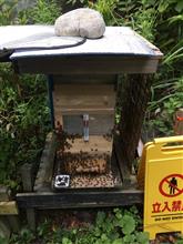 ミツバチ通信🐝　新〇〇バチ発見⁉️