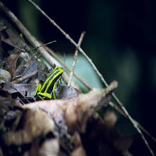 ゾウを瞬殺することのできる猛毒を持つカエル『A frog that is toxic enough to kill an elephant』 #shorts