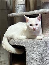 猫の尻尾の皮脂腺は大丈夫ですか? 猫の尻尾の皮脂腺は大丈夫ですか?