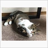 実家に帰ったよ