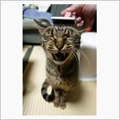 飼い猫１匹と、ノラ猫５匹の世 ...