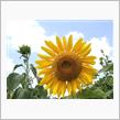 夏!(^o^)!2023