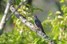 １ヶ月振りの鳥撮りは、ツツドリ