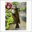 多摩川支流のバス釣り