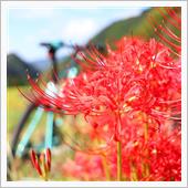 彼岸花ポタリング