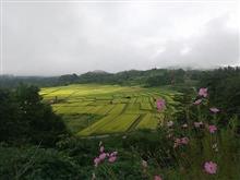 山形県ハイドラCP緑化コンプリートしました！