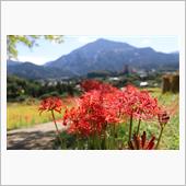 秩父の曼殊沙華