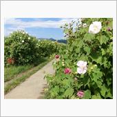 散歩記録）秋の花を巡る日