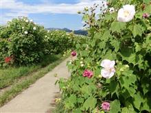 散歩記録）秋の花を巡る日