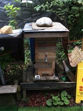 ミツバチ通信🐝　内見実施👀
