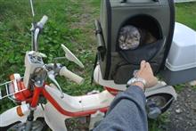 〔ﾏﾘｯｸ〕通院(ねこ41回目)バイクねこでワクチン接種