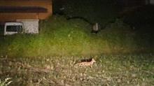 舌打ちの連続💢埼玉川○▲越住宅地きつね