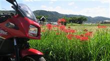 亀岡の有名所で曼殊沙華を観てきた