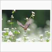 蕎麦ノビタキ　飛翔編