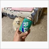 R12の現在の状況とカリフラ ...