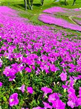 千葉・マザー牧場　～桃色吐息（ペチュニア）が咲く花の谷～　行ってきました