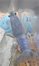 ブルーザリガニ発見!?これは珍しいの・・・?