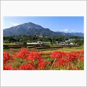 横瀬町 寺坂棚田の彼岸花