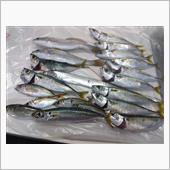 10月4日（水曜日）昨日は魚 ...