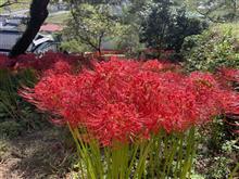 曼珠沙華(ﾟ∀ﾟ)