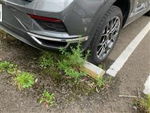 草にセンサー反応