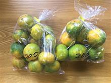 ミカンの季節になってきた