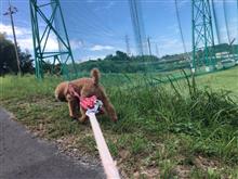 朝の散歩です。
