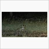 きつね居た！地元