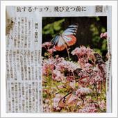 Be a butterfly ...