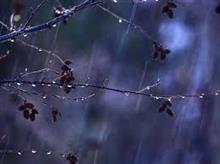冷たい雨に打たれて…