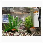 金魚妻④！ チビちゃんはチリ ...