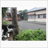 カタツムリ🐌にご注意くださ ...