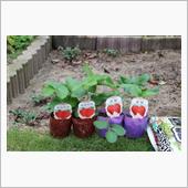 イチゴの苗を植える