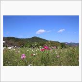 長瀞 花の里