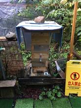 ミツバチ通信🐝　天敵撃退⁉️