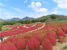 23―10―13（国営讃岐まんのう公園コキア）