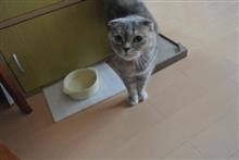 〔ねこ〕レミ実家へ