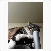 土日は所用を済ませて猫吸いを ...