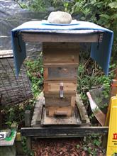 ミツバチ通信🐝　蜜蝋完成⁉️