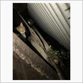 猫と車庫　その3