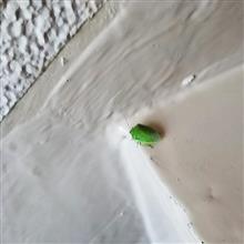 カメムシ