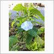 おはようございます♪ 路傍の花が