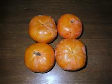 青柿を追熟中 青柿を追熟中